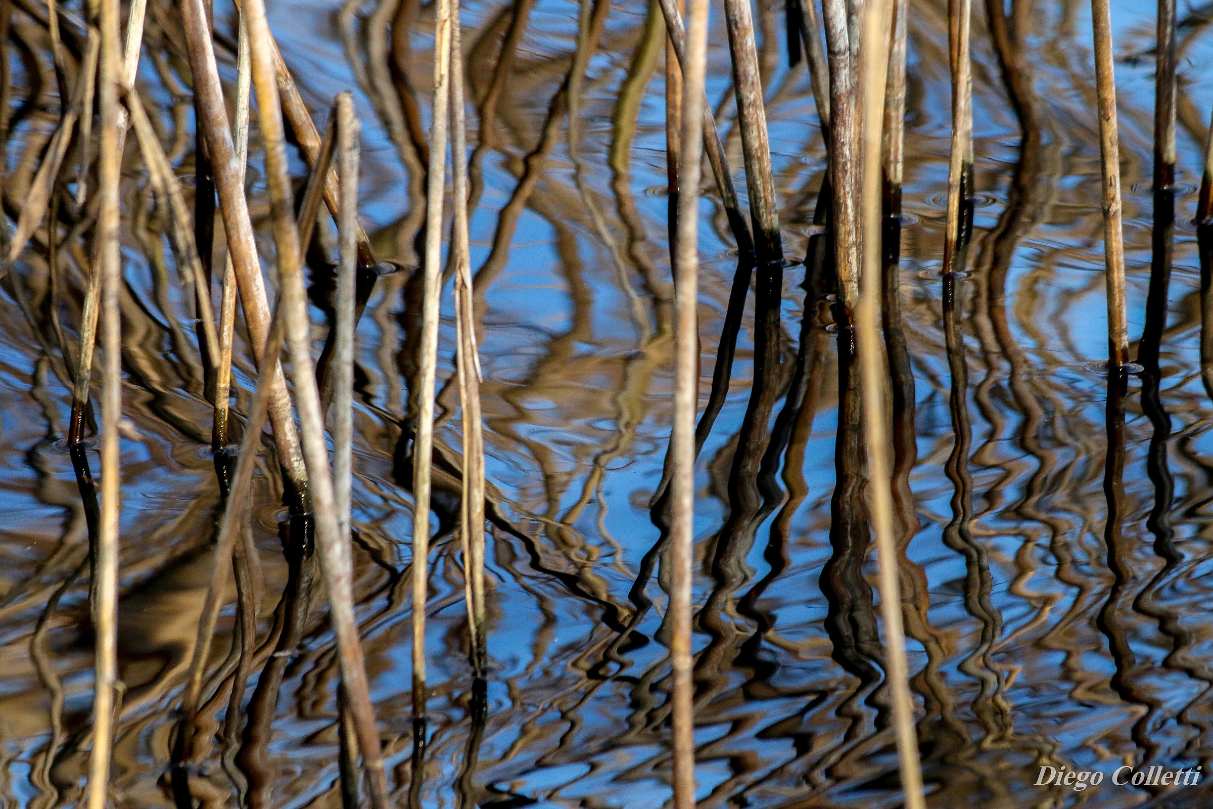 reflections in the reeds...