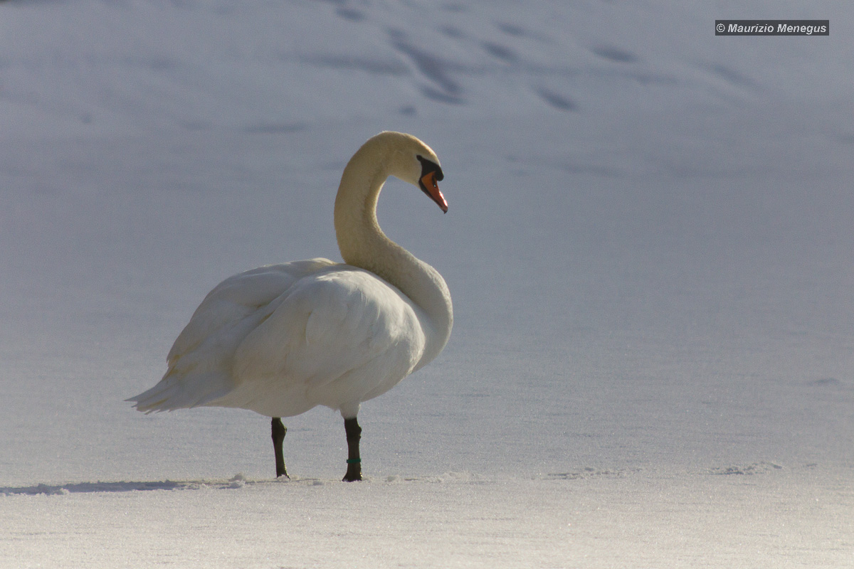 Swan on the frozen lake...