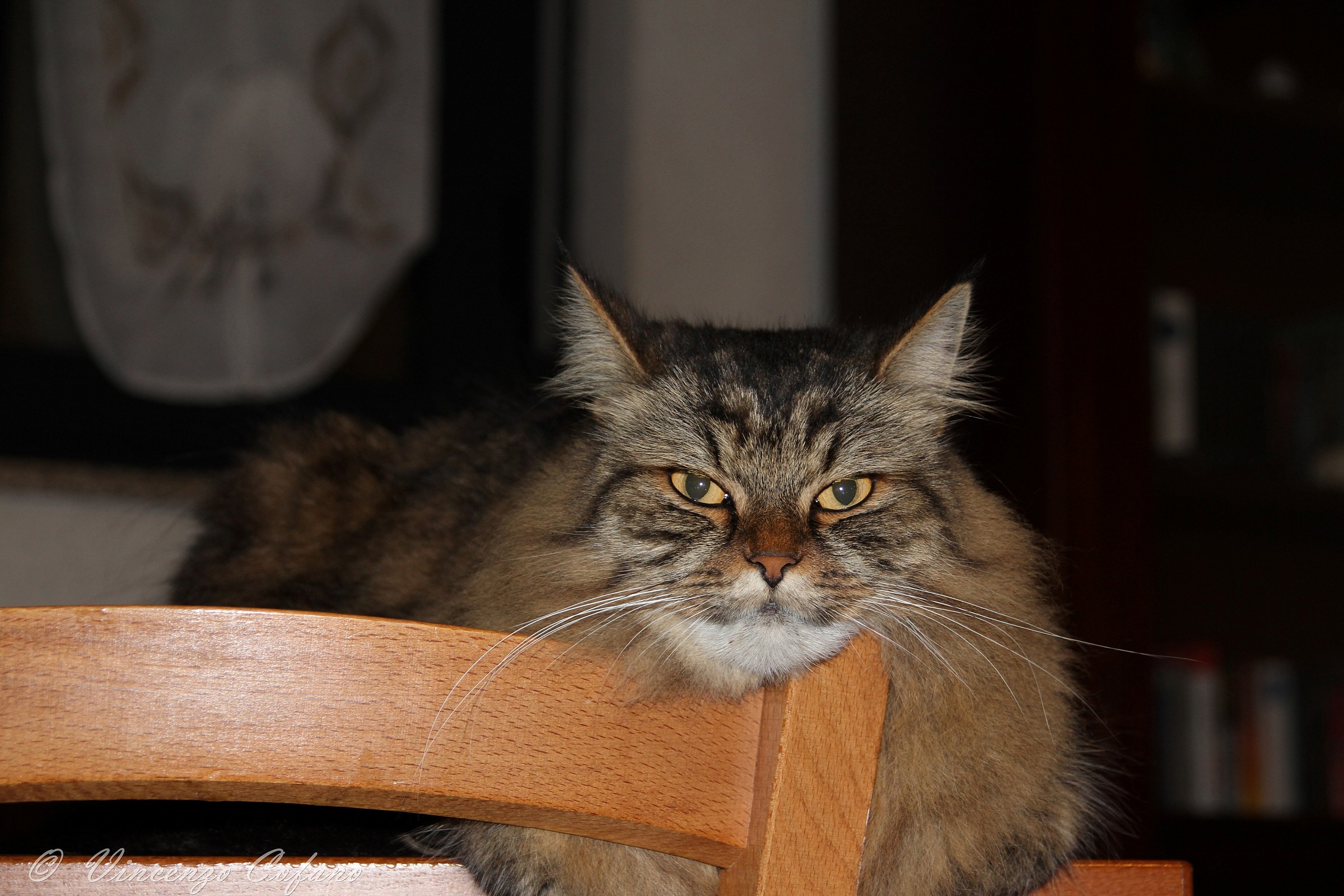 Gatto stanco...