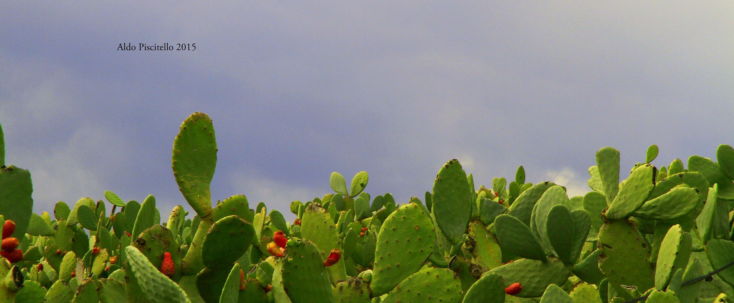 An expanse of plants of prickly pear...