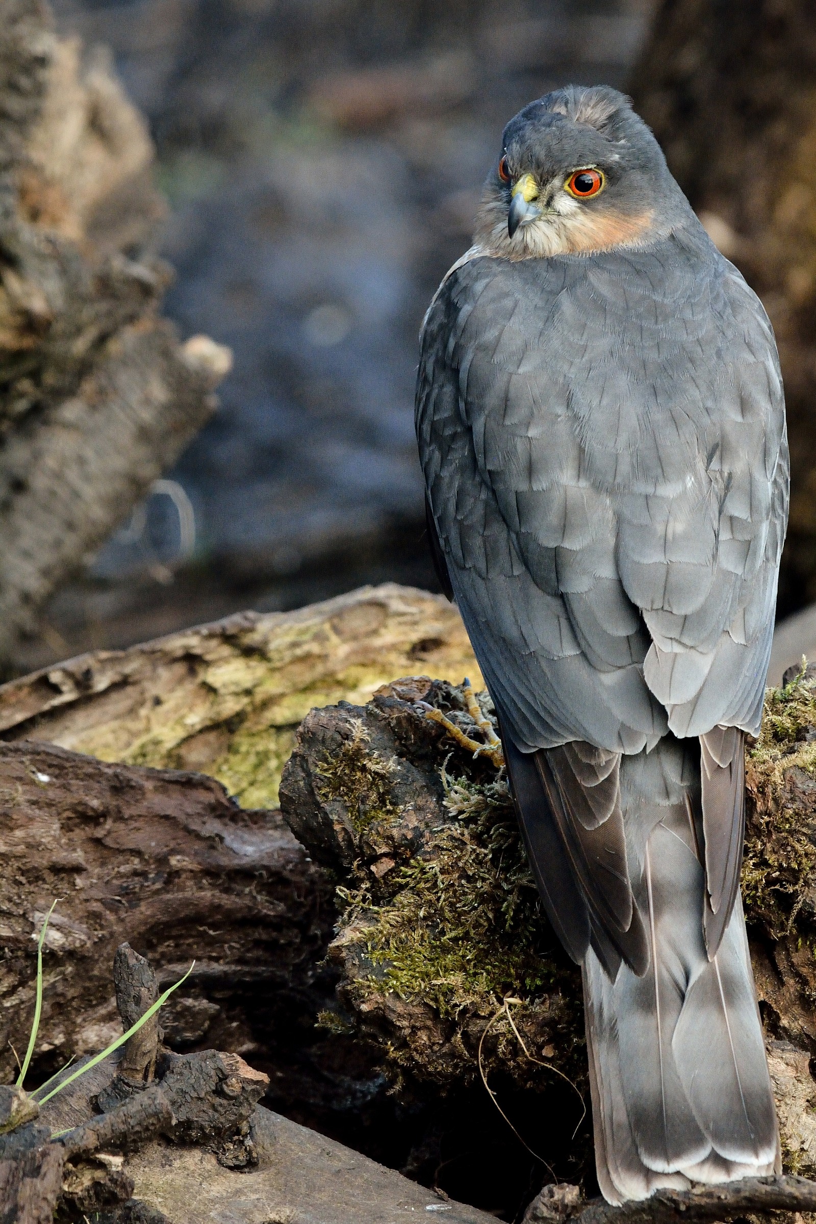 Portrait of male Sparrowhawk...