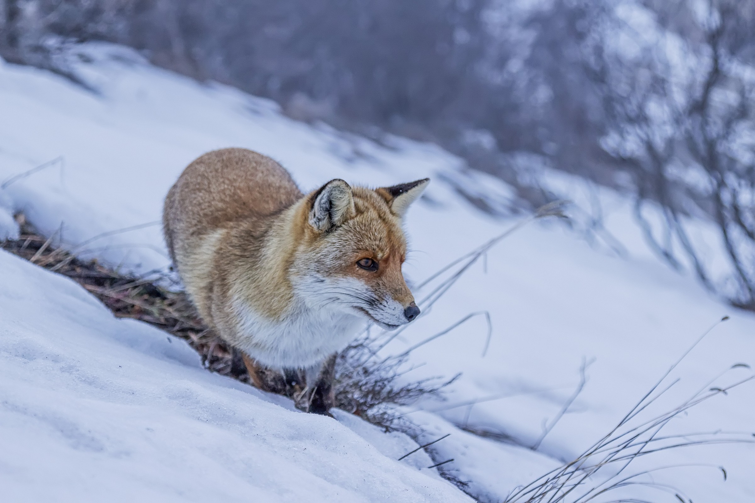 Red fox of Sibillini_2...