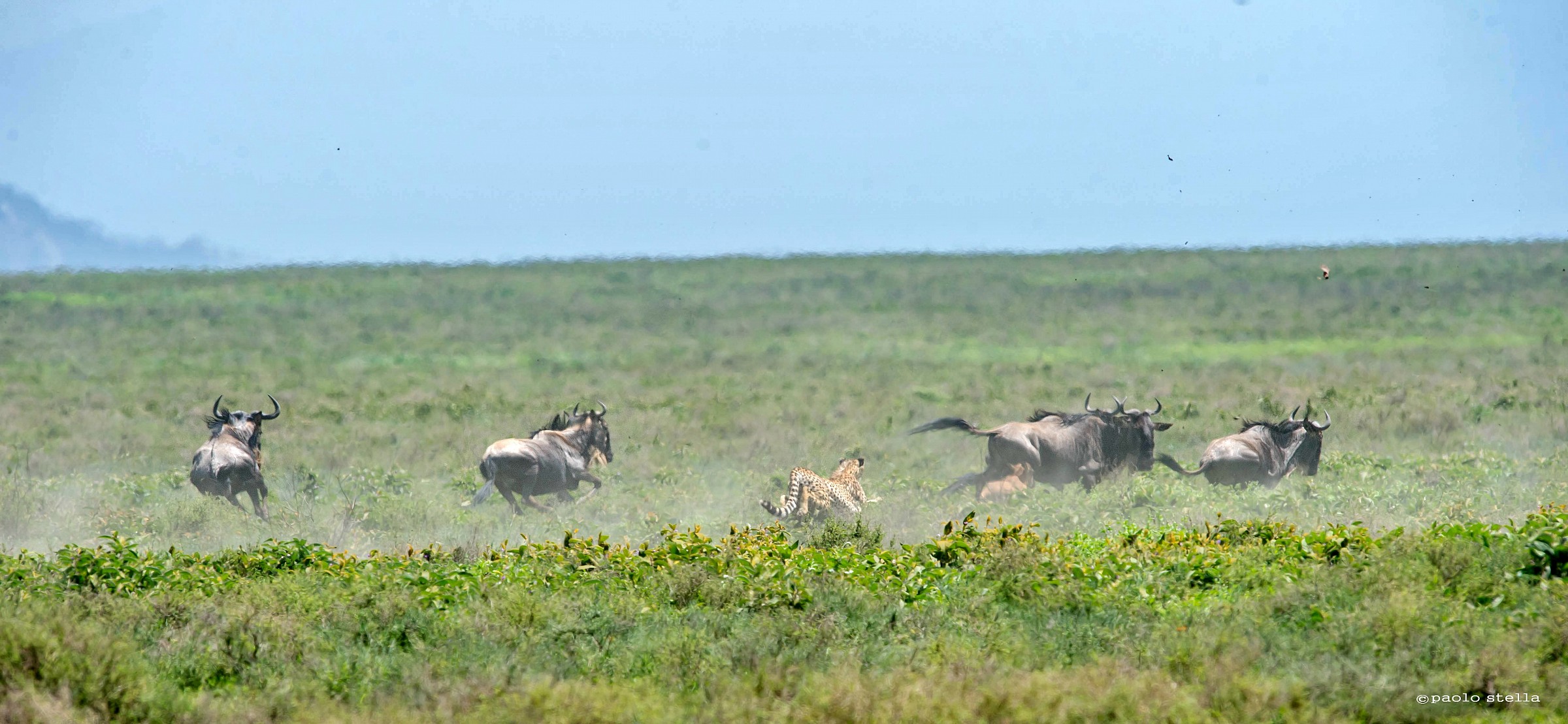 hunting in the Serengeti...