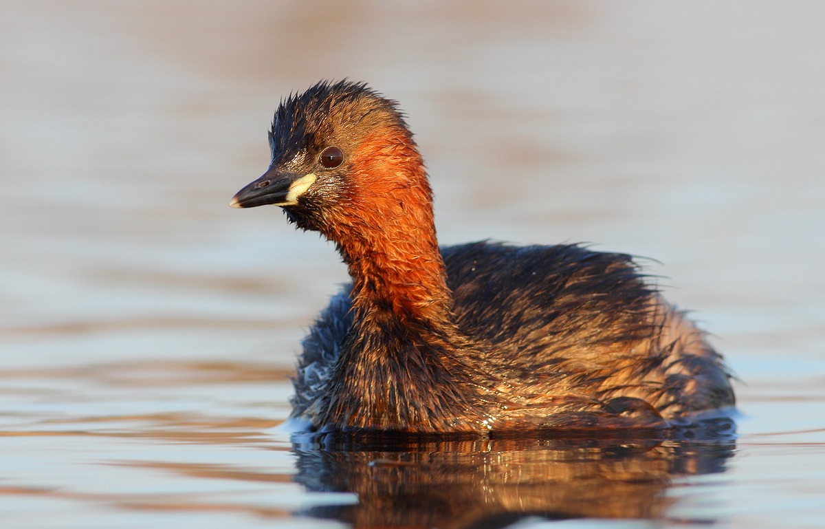 Little Grebe...