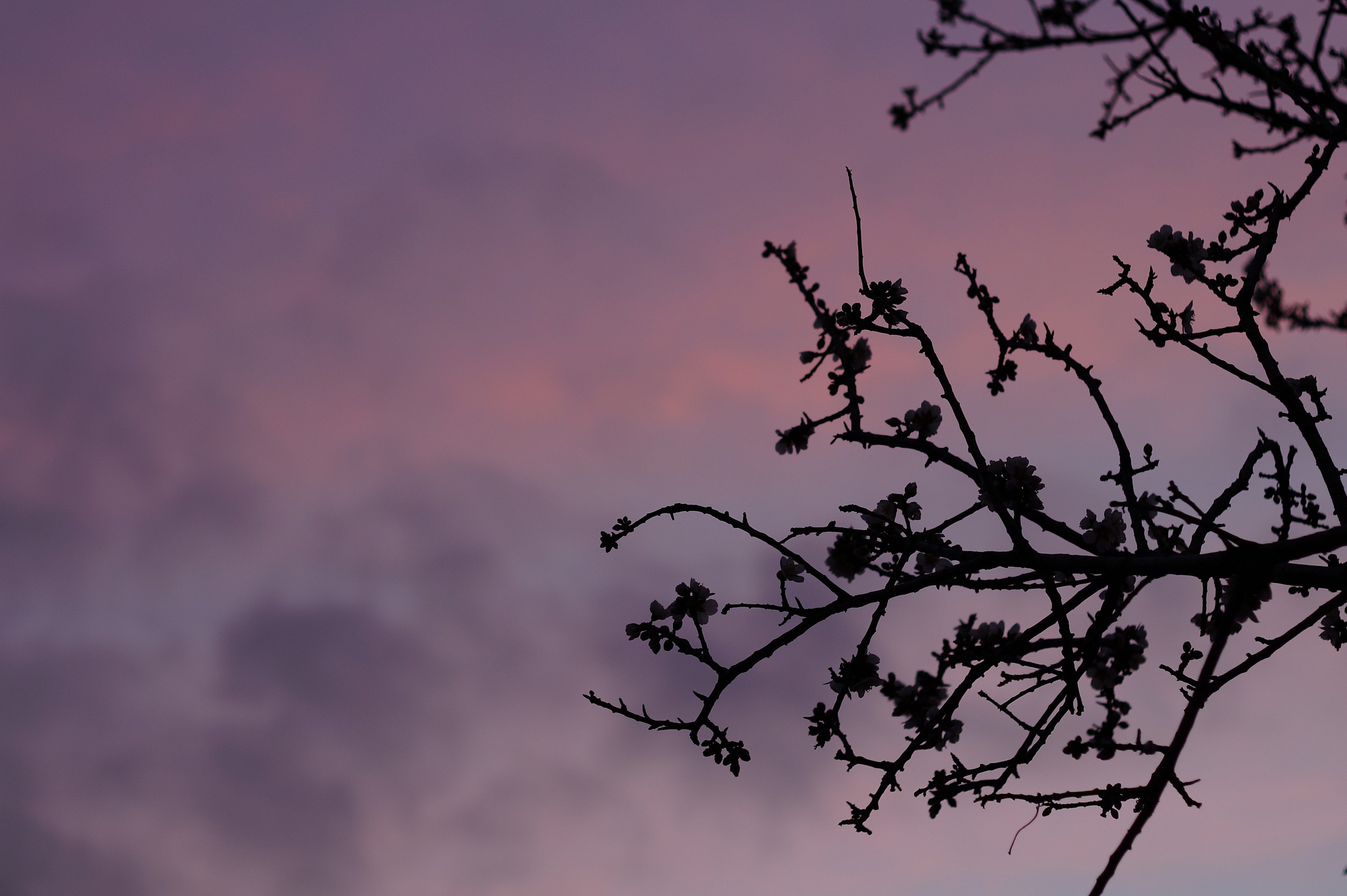 Almond Blossom...