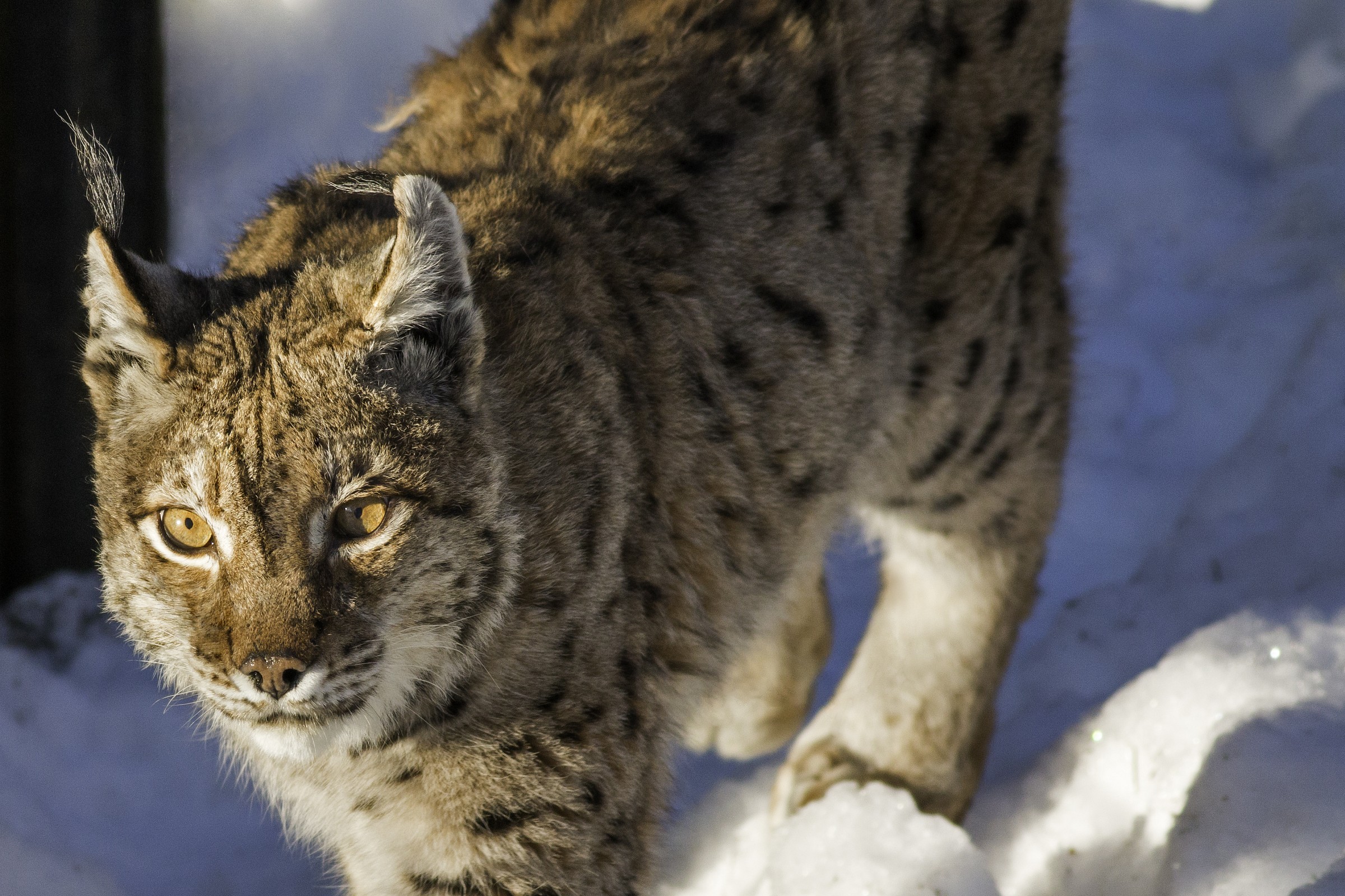 lince...