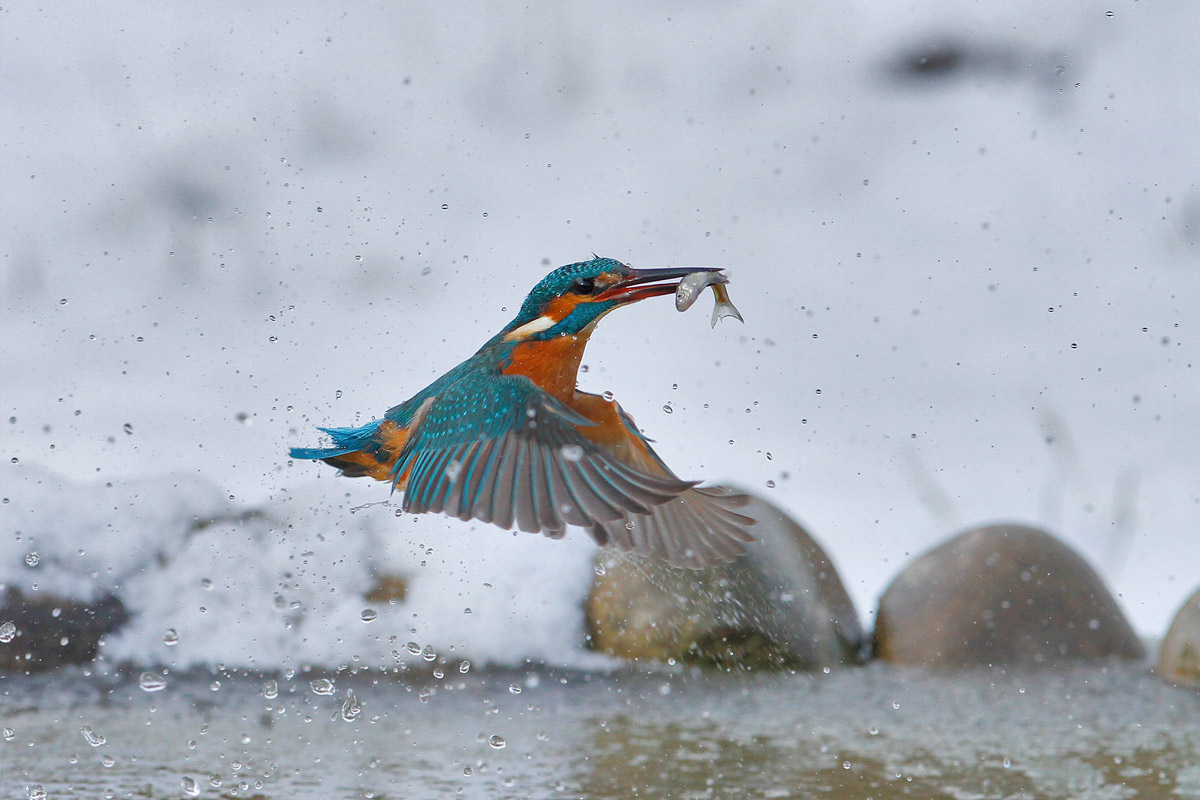 Un Martino d'inverno...