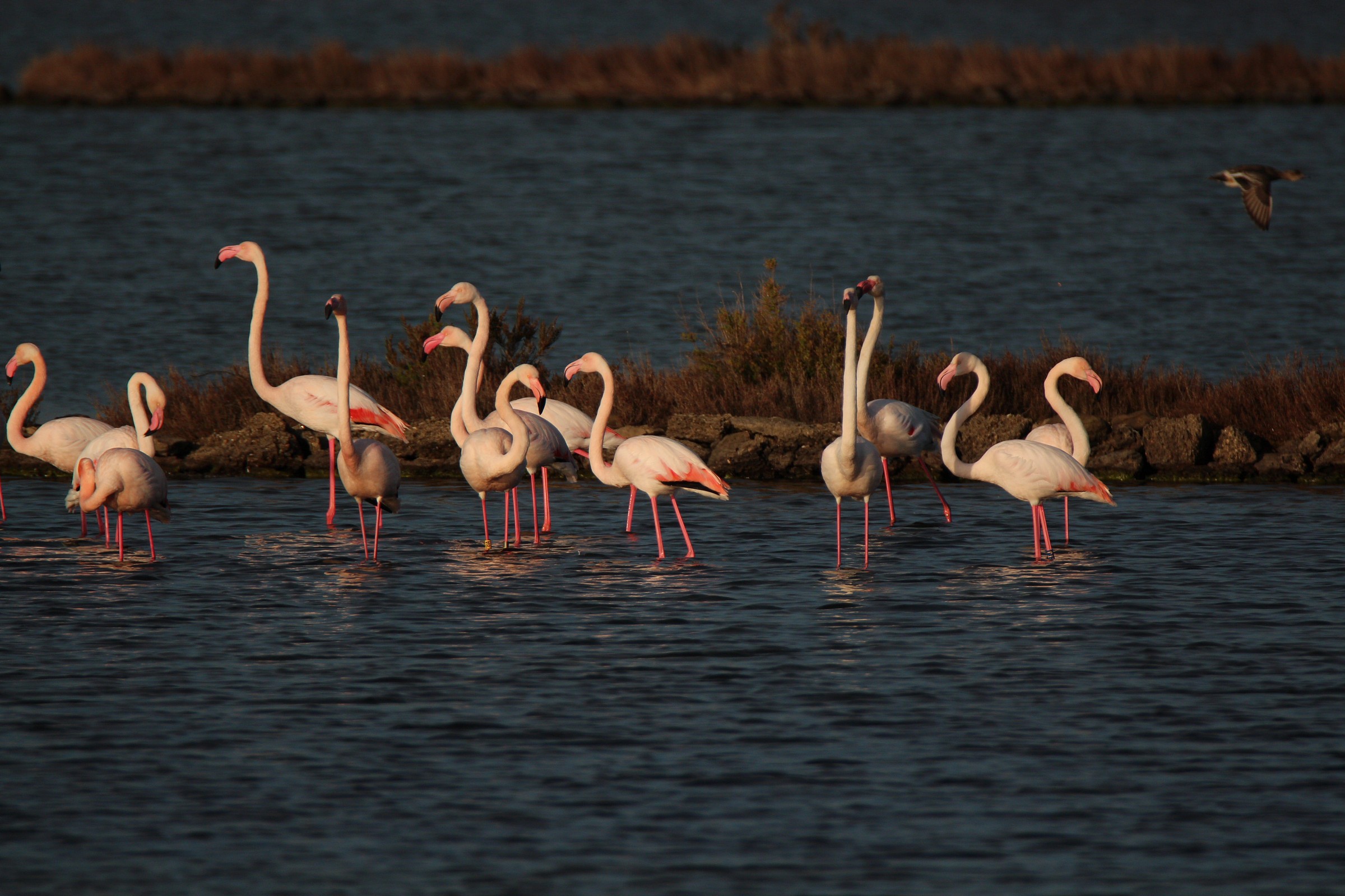 flamingos at sunset...