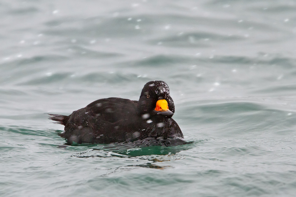 scoter in the snowstorm...