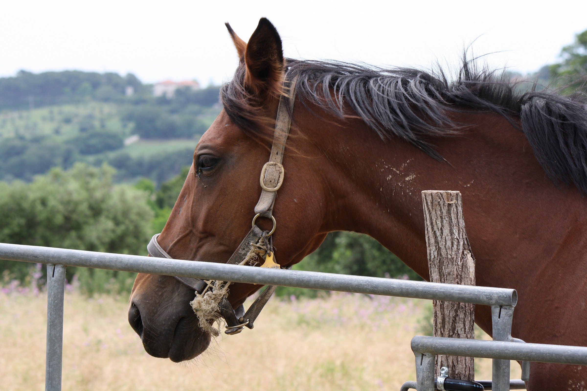 THE horse...