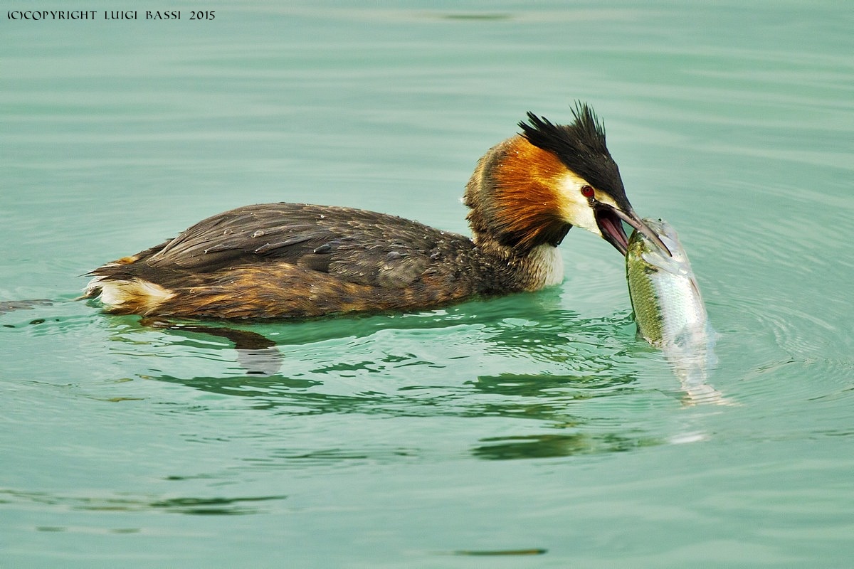 Great Crested Grebe...