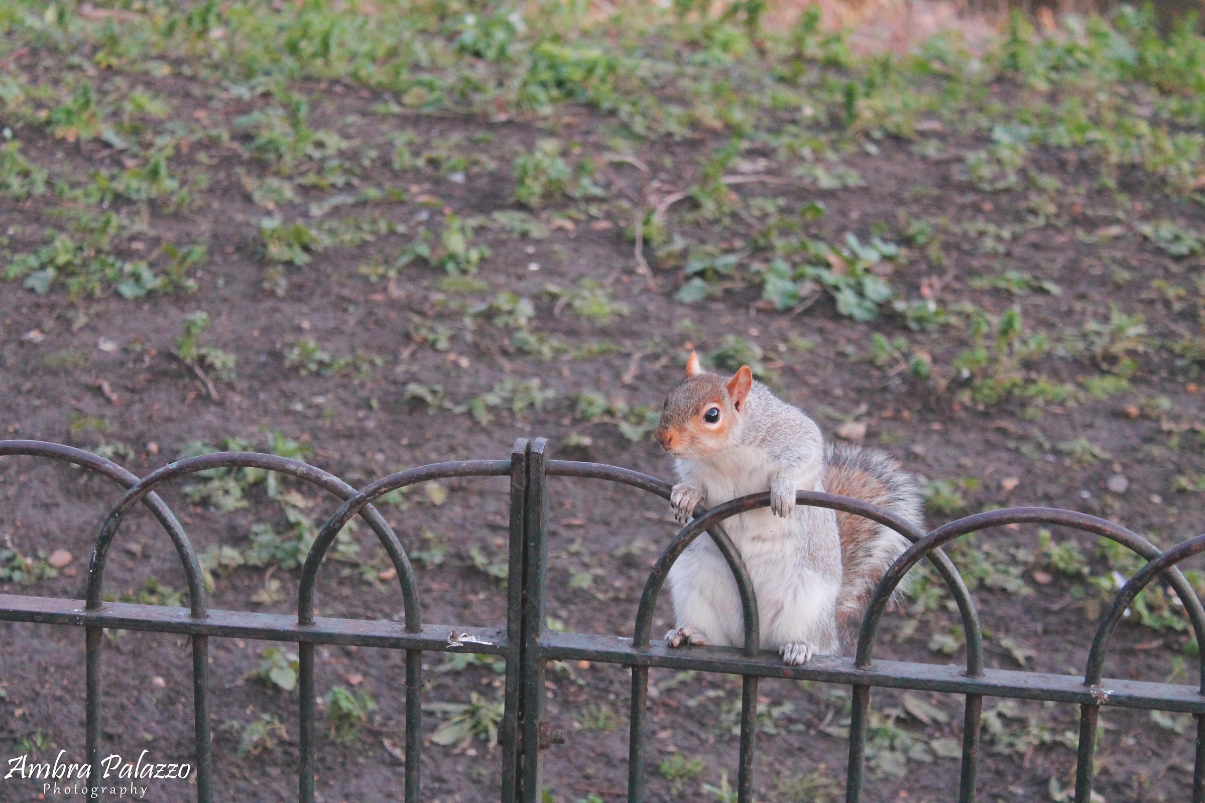 Squirrel in London...
