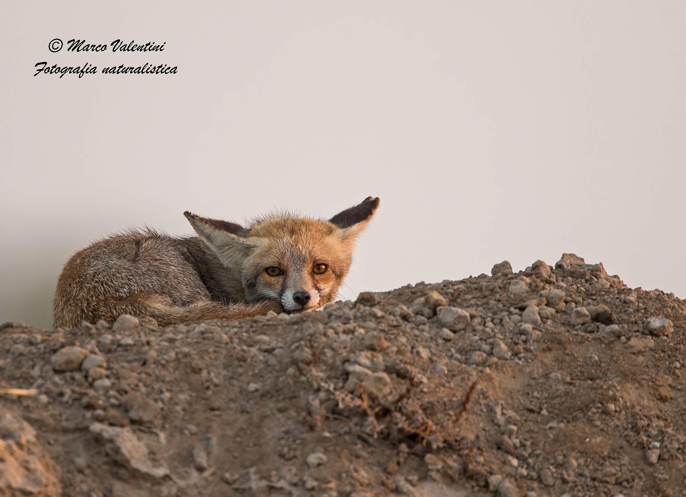 Desert Fox...
