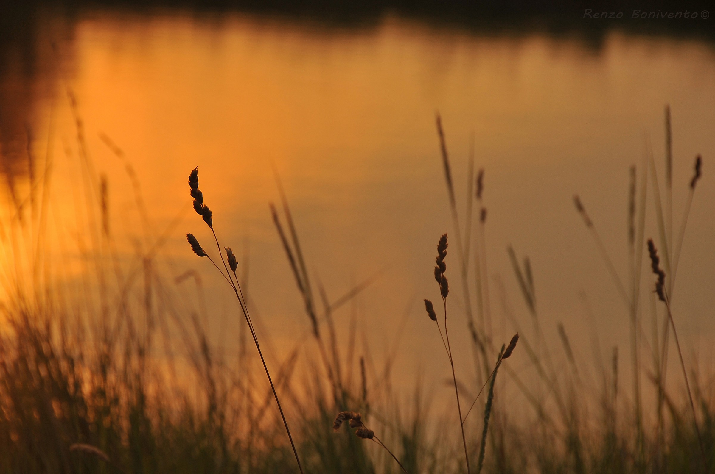 Ravajarina island at sunset - Grado Lagoon...