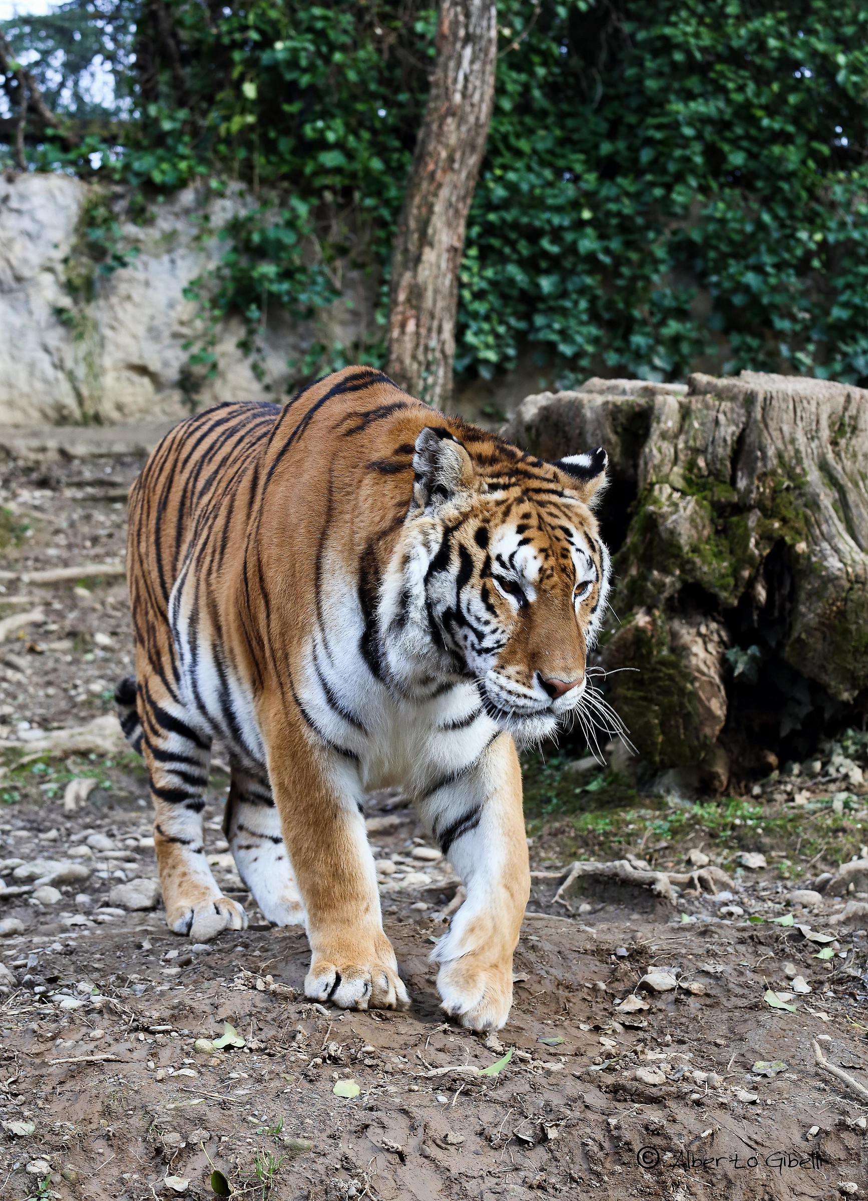 Siberian Tiger...