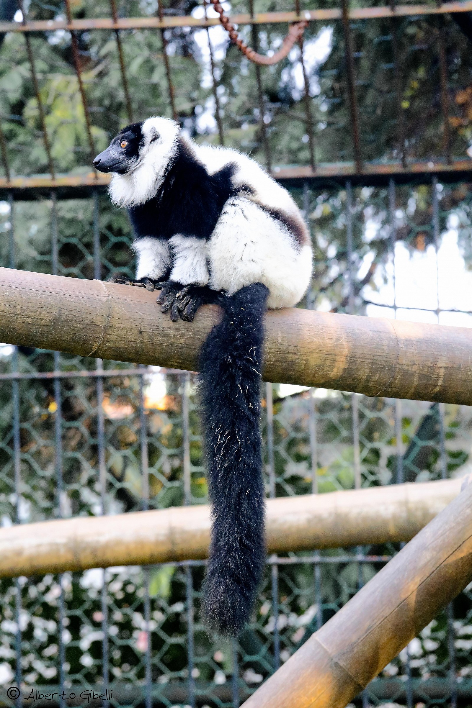 lemure variegato...