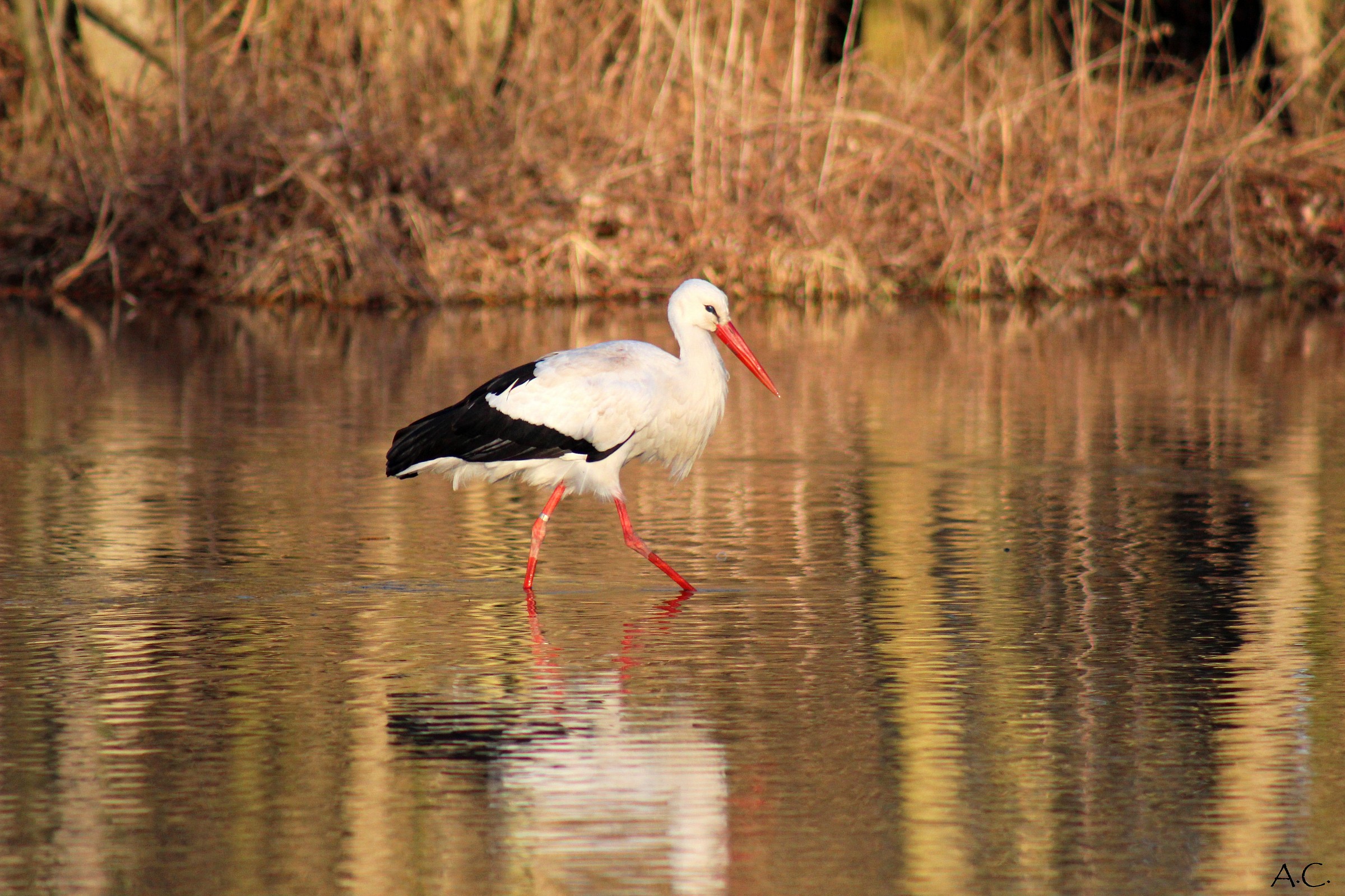 Cicogna Bianca (Ciconia ciconia)...