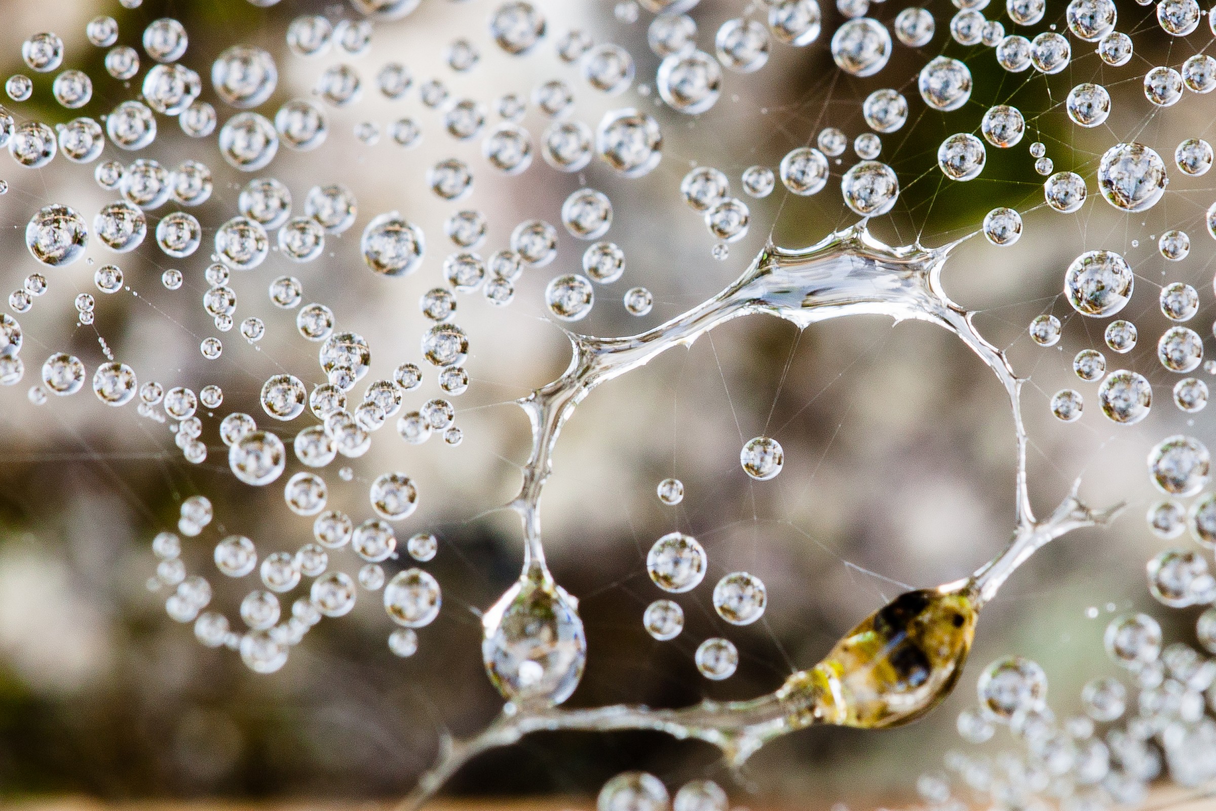 Dew drops...
