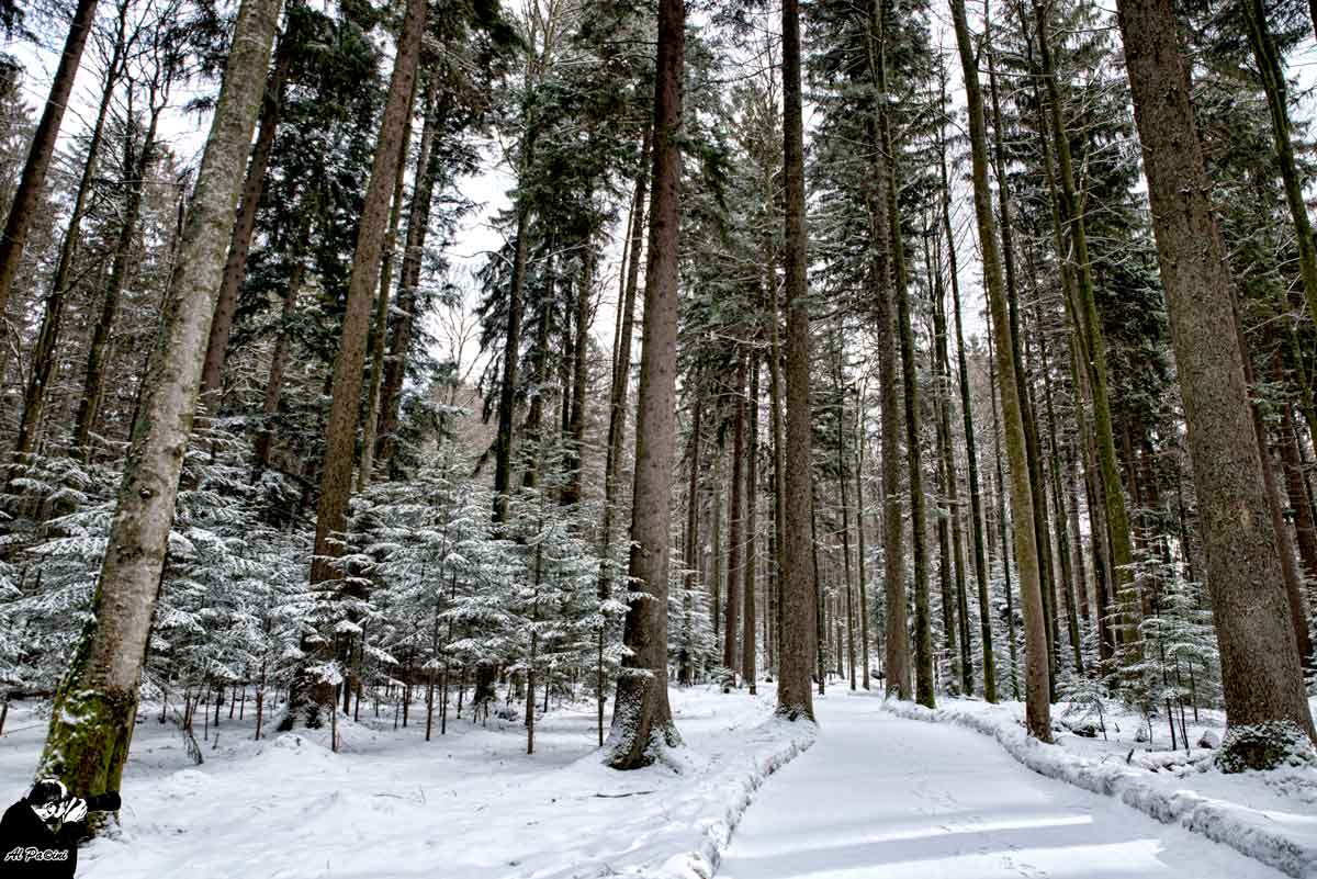 Nationalpark Bayerischer Wald...