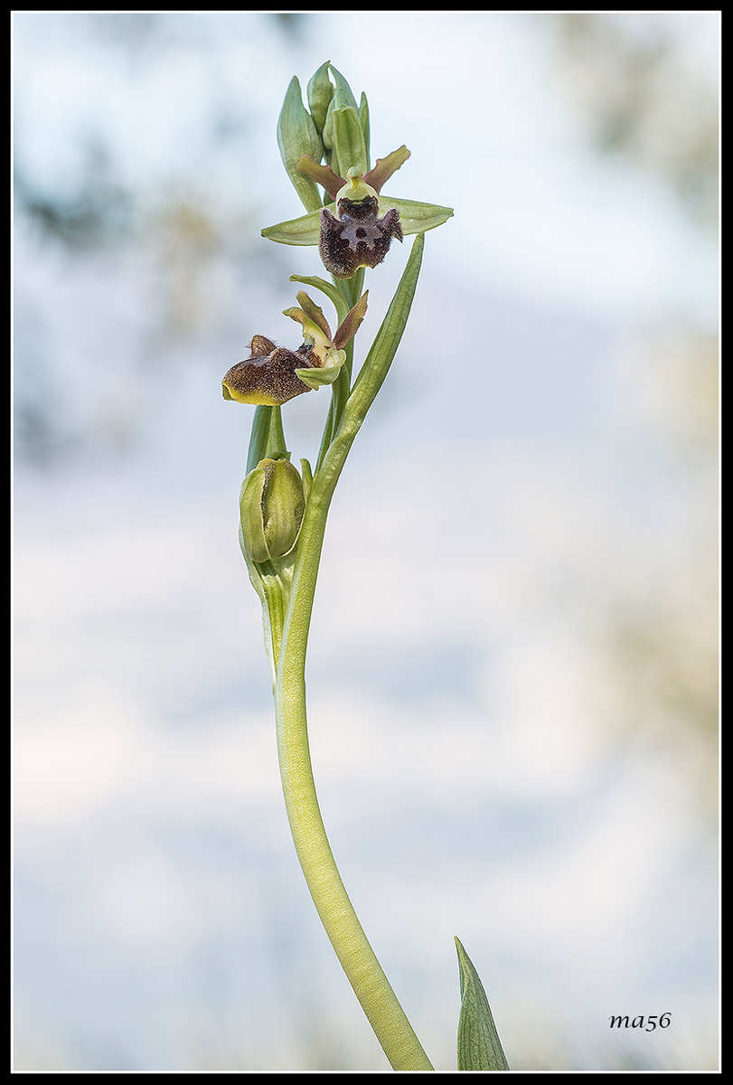 Ophrys Sphecodes...