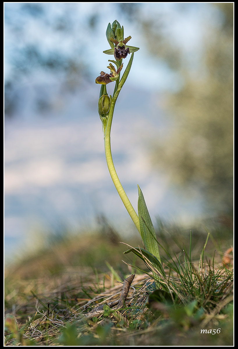Ophrys Sphecodes...