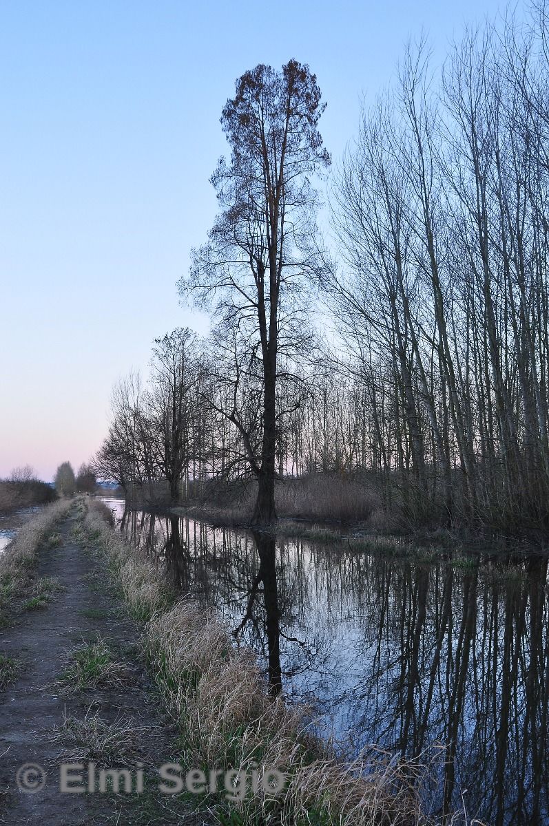 Trees...