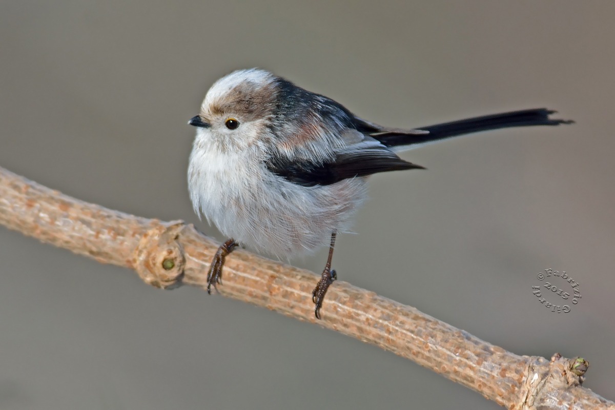 Long-tailed Tit (Aegithalos caudatus)...