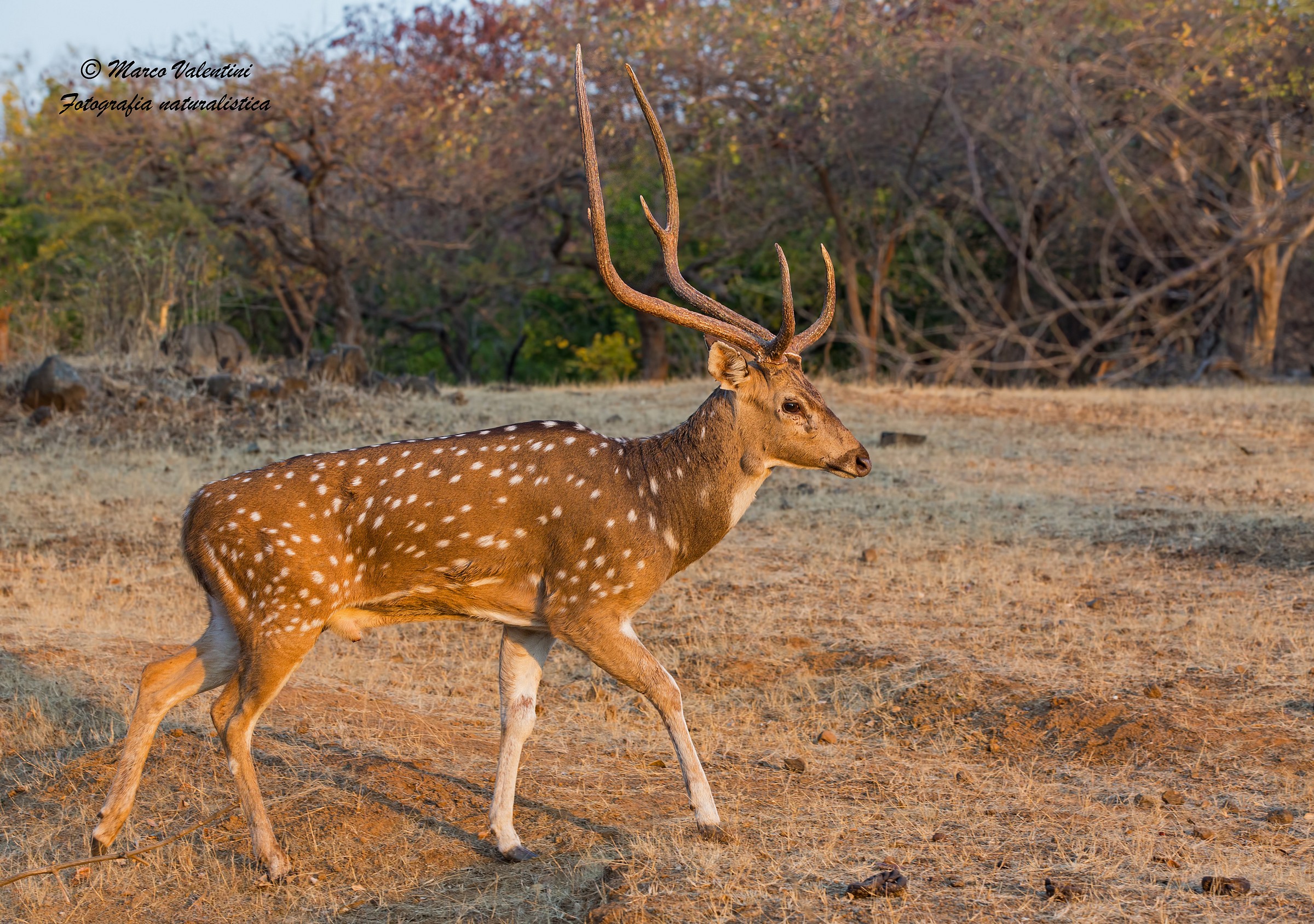 Chital dawn...