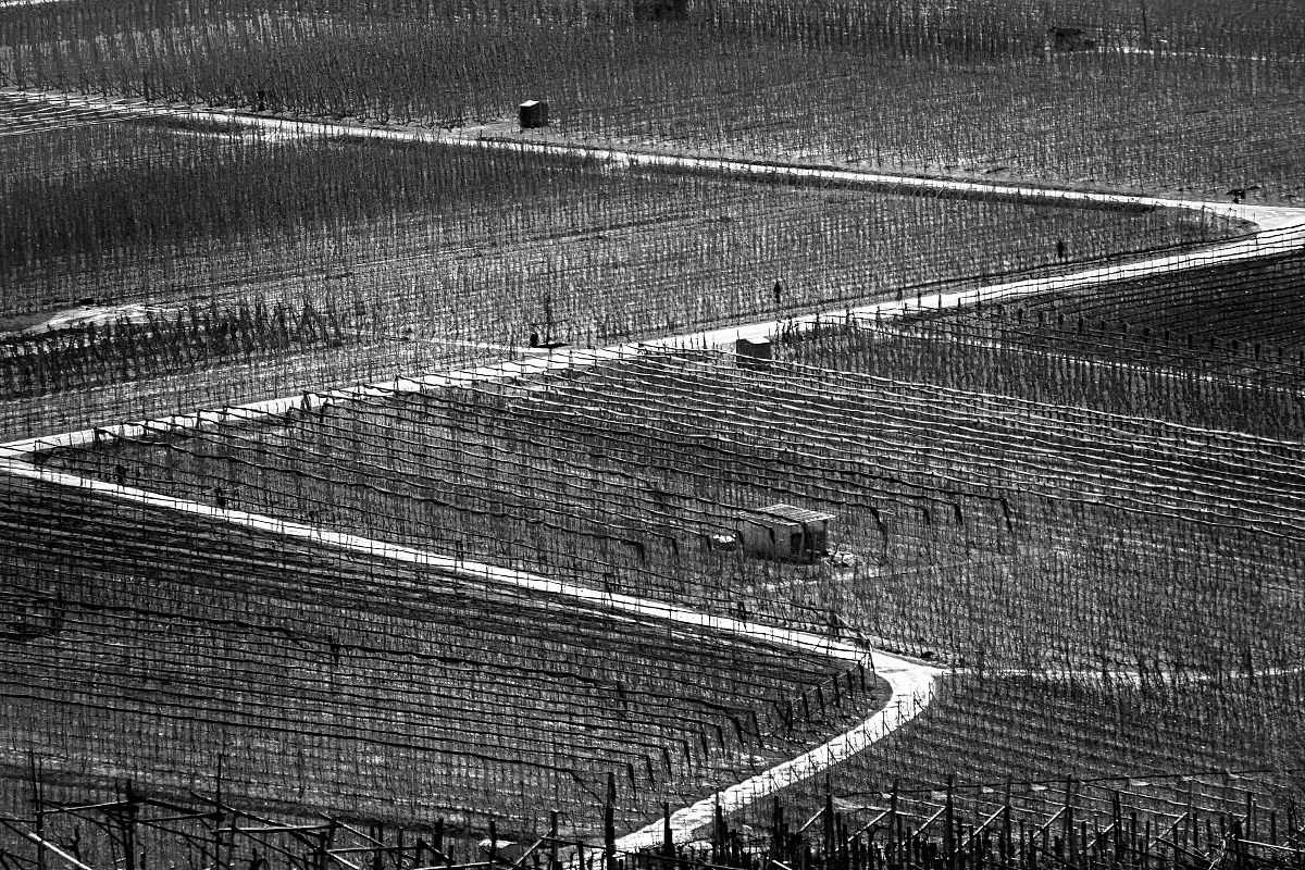 Viticoltura a Cortaccia sulla strada del vino...
