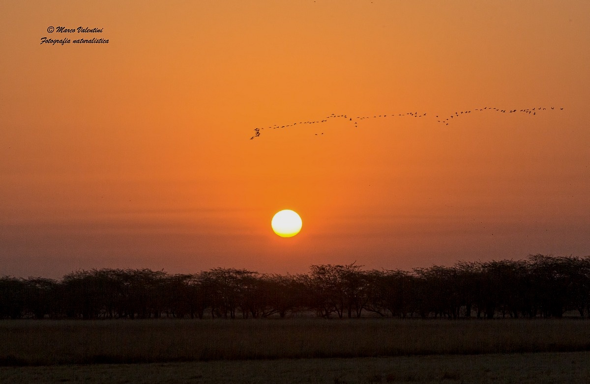 The migration of cranes...