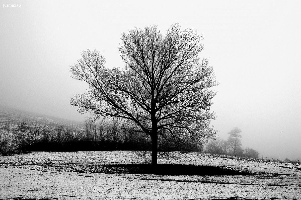 inverno in bianco e nero...