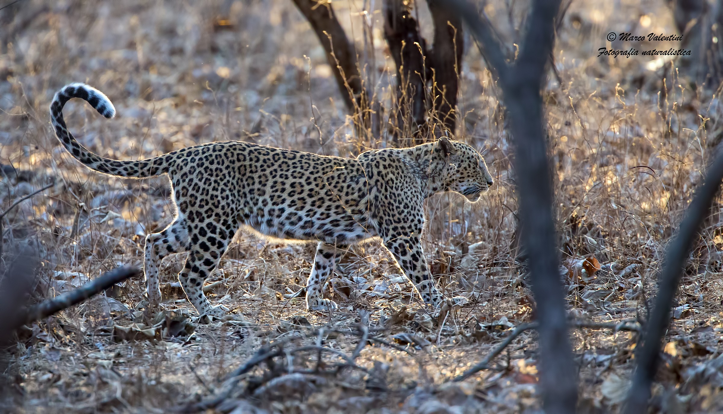 Leopardo indiano...