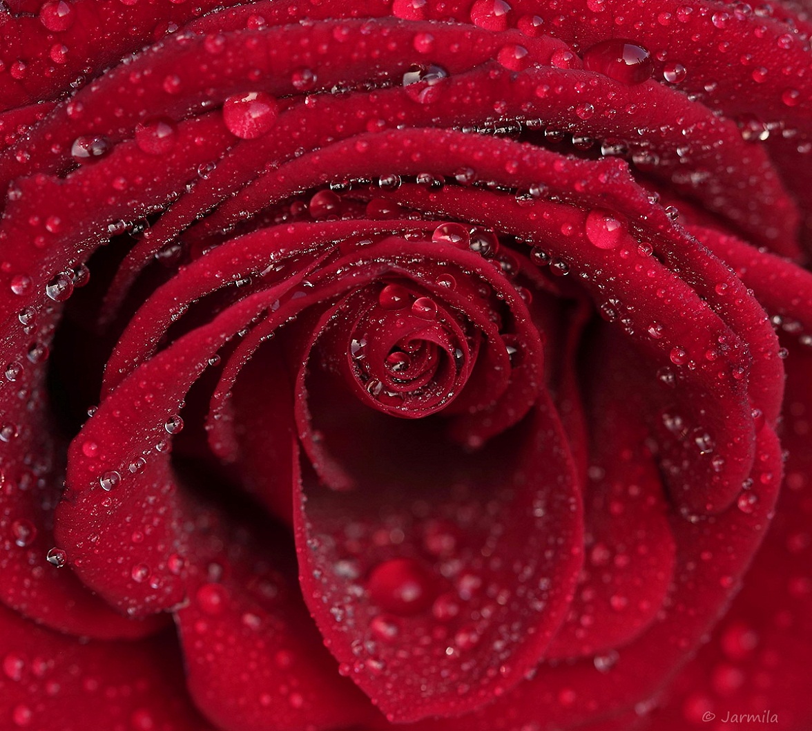 the heart of a red rose...