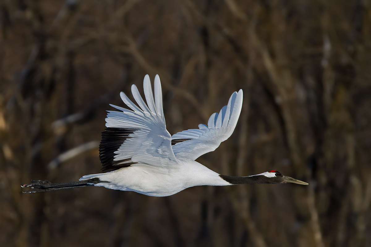 Red-crowned crane...