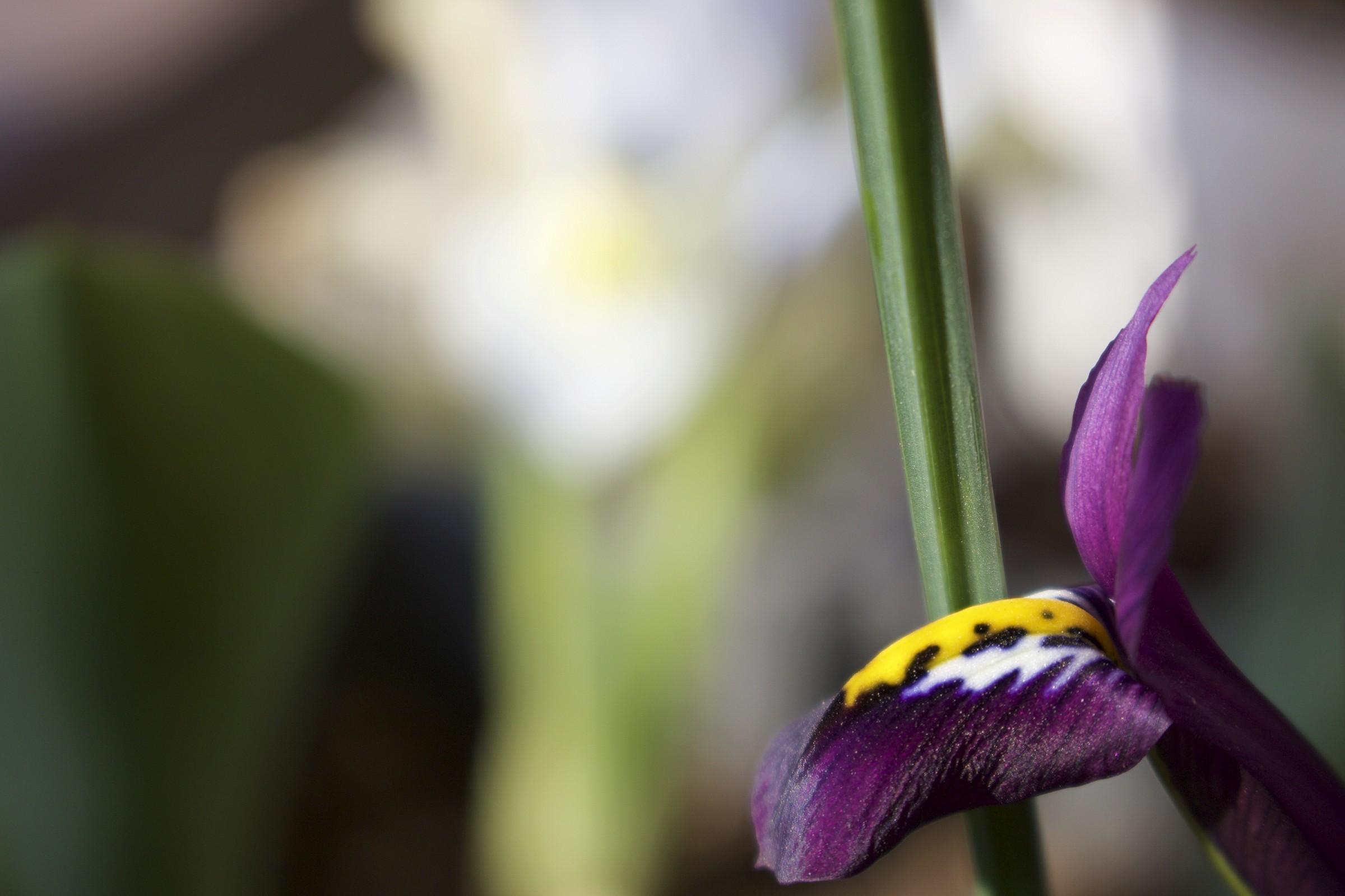 Nano Purple Iris...