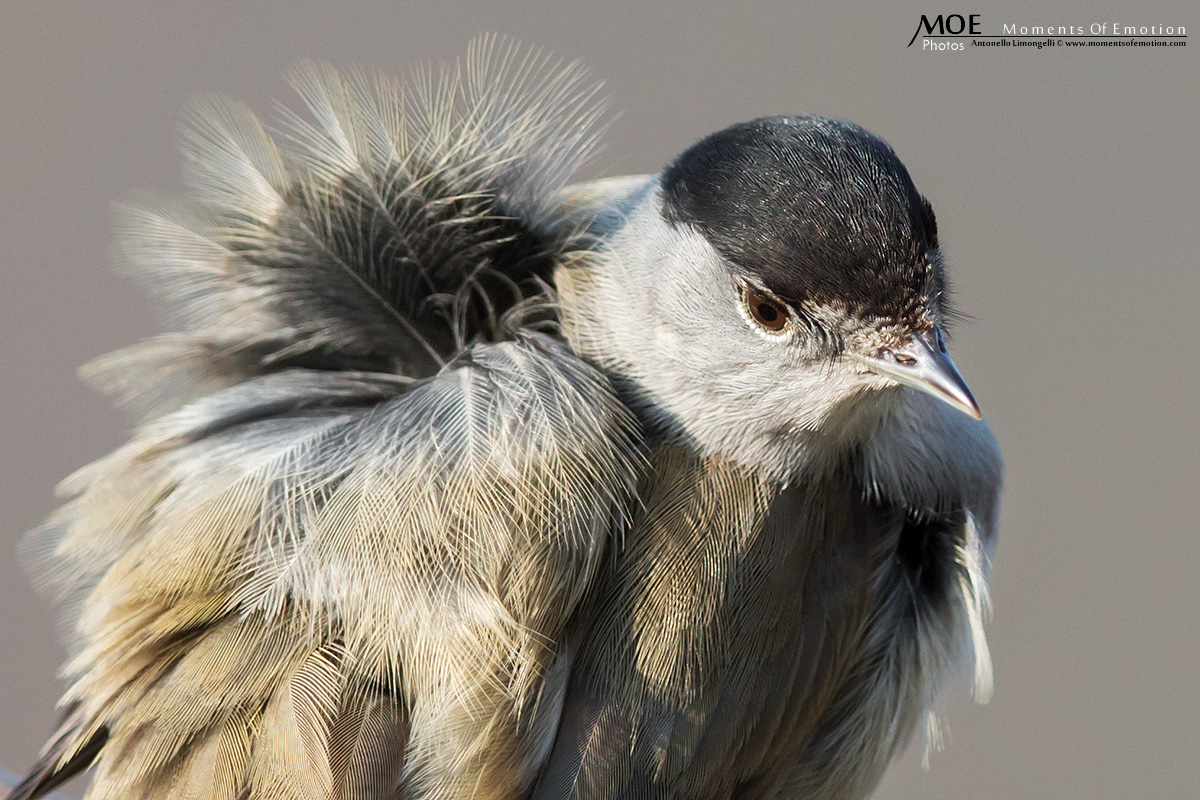 Blackcap wind...