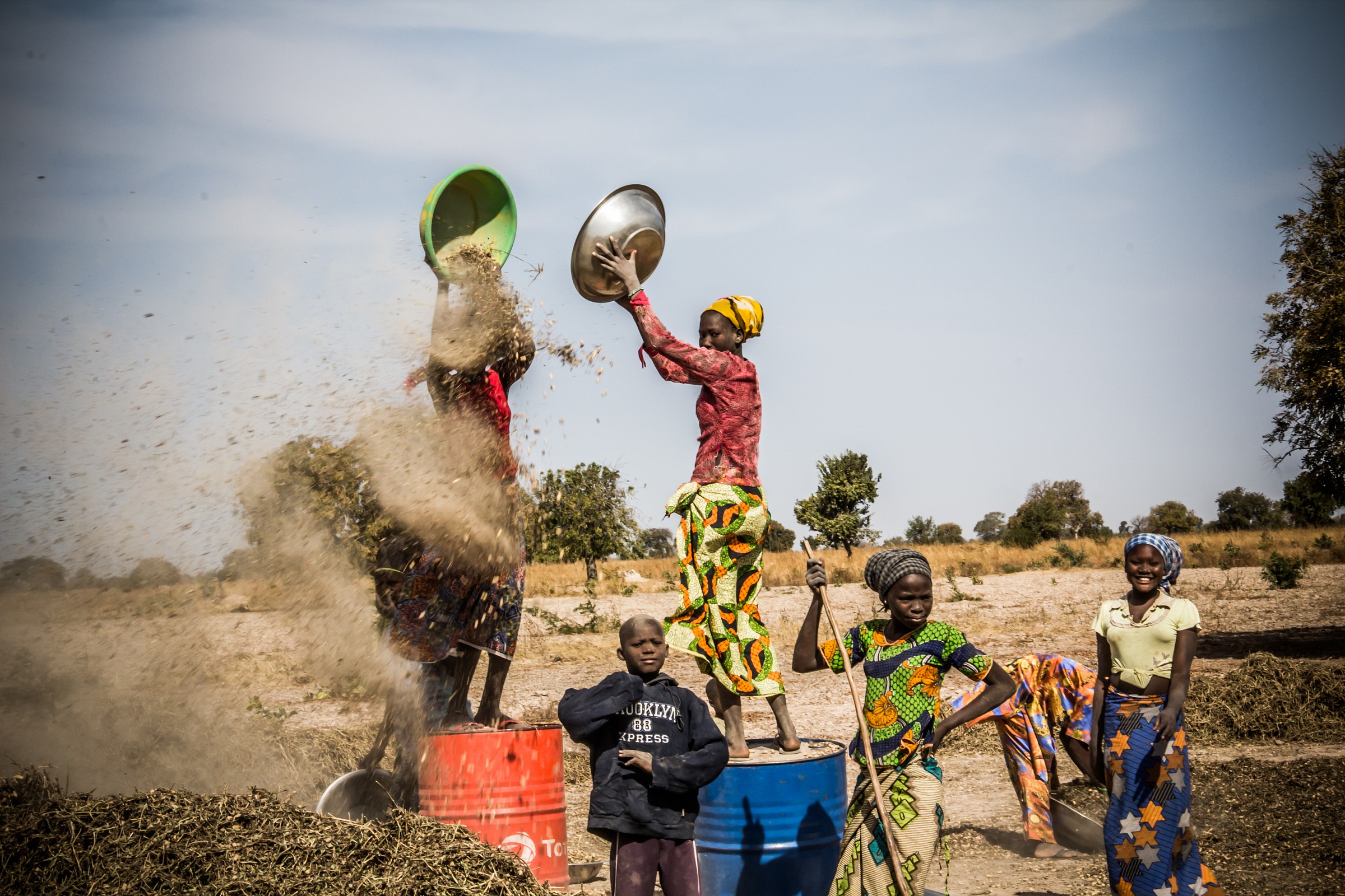 La raccolta delle noccioline (Senegal)...