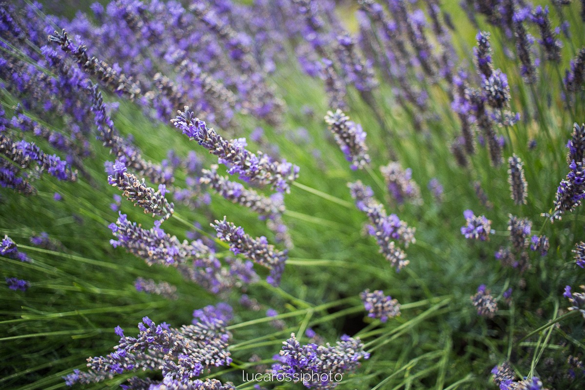 the lavender of Provence!...