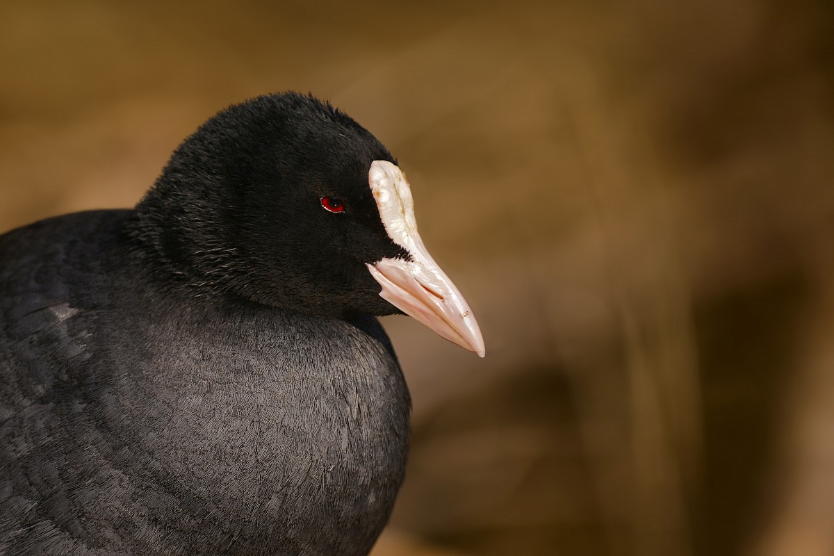 a coot...