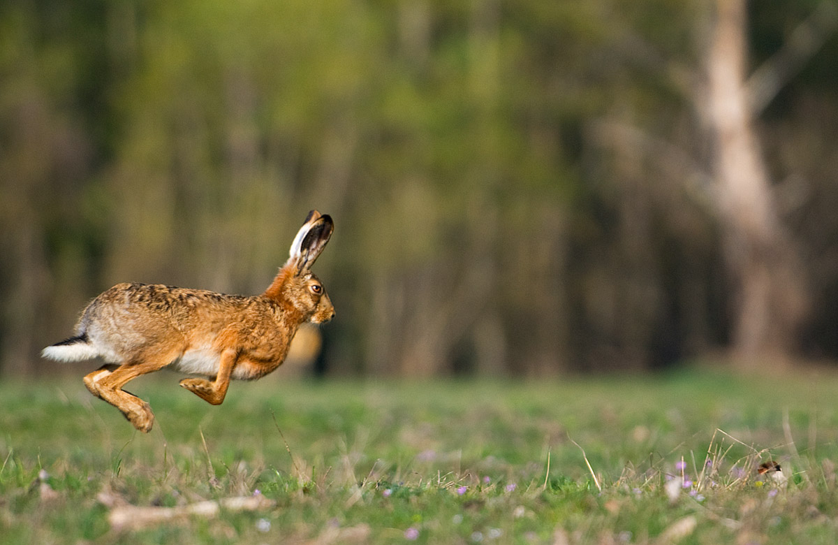 Friday ... hare...