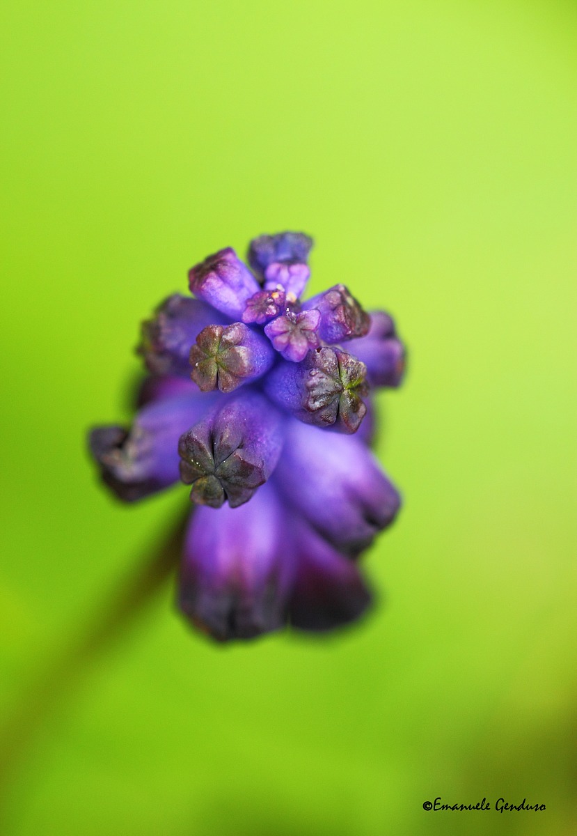 Muscari tomentosum...