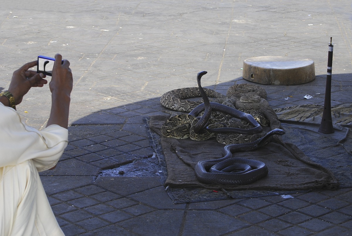 The cobra in Jemaa El Fna - Marrakech...