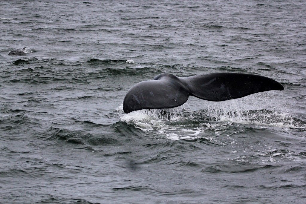 Humpback Whale...