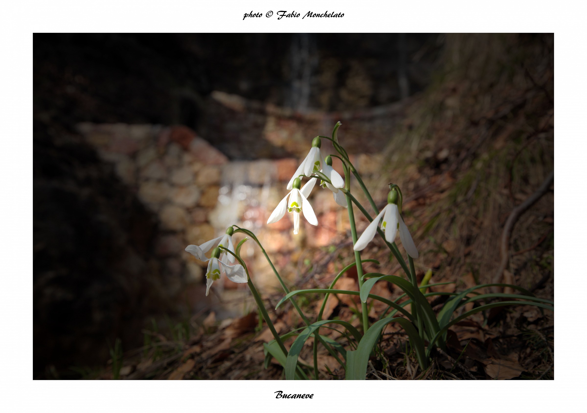 Snowdrop...