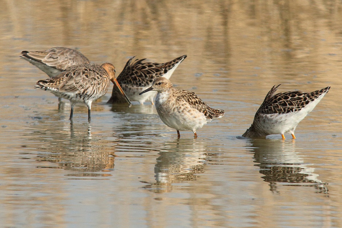 Godwit and Fighters...