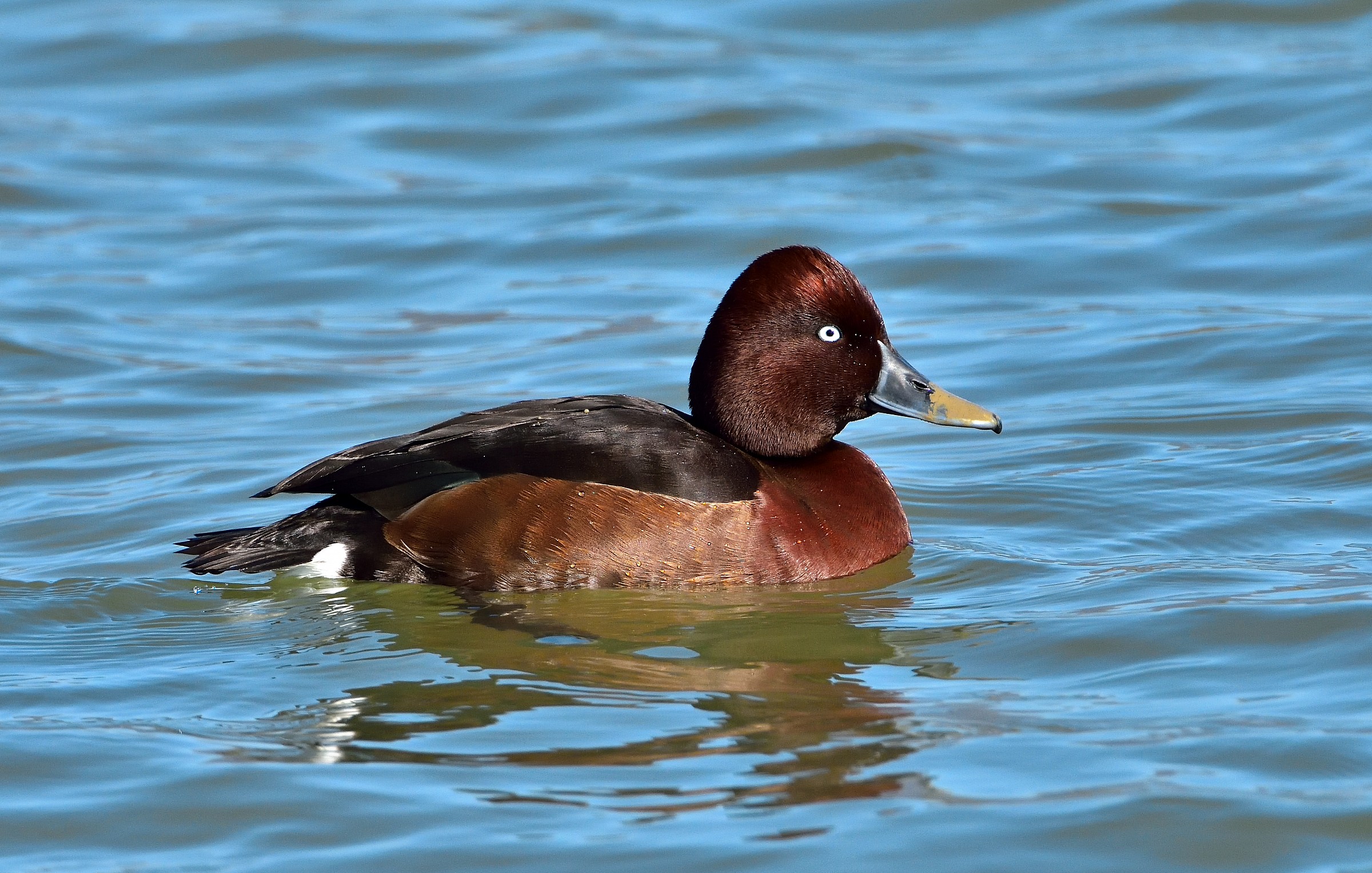 ferruginous male...