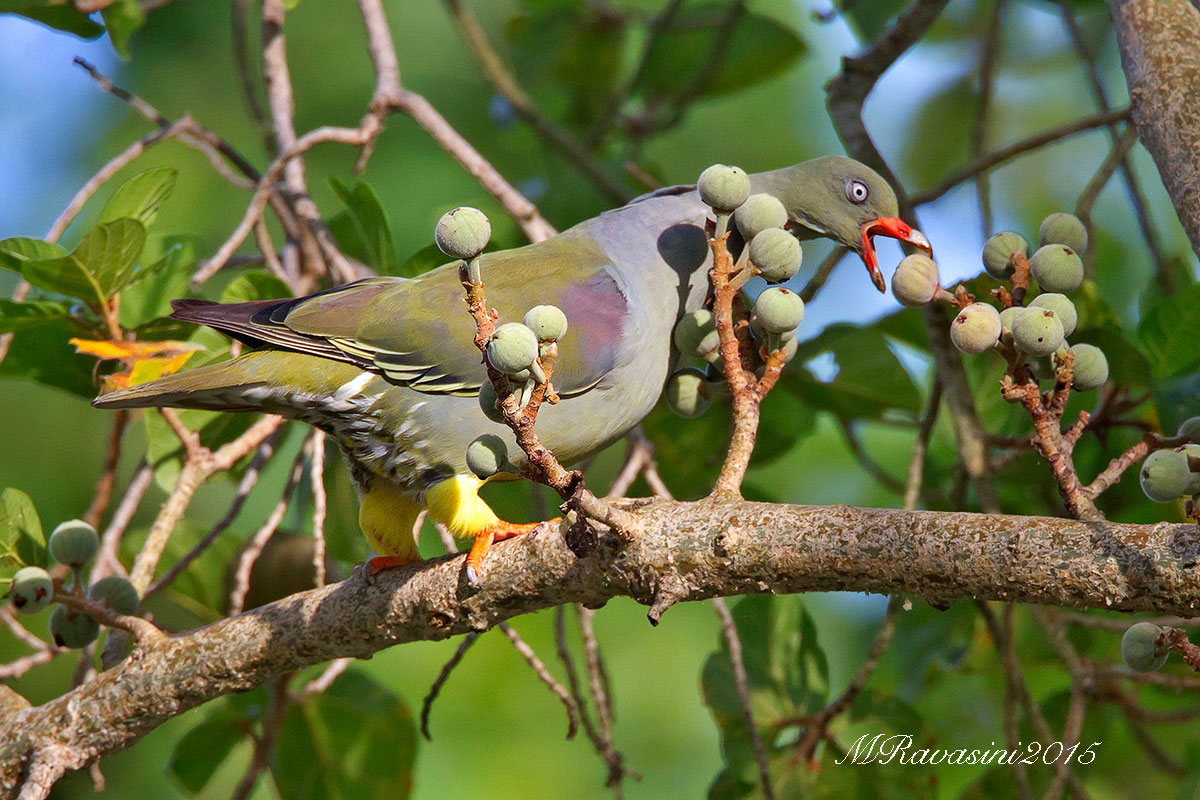 Green pigeon feeding on Fig Tree...