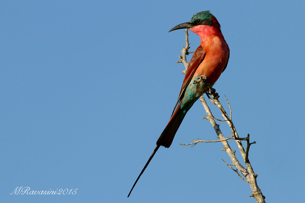 Southern carmine bee-eater...