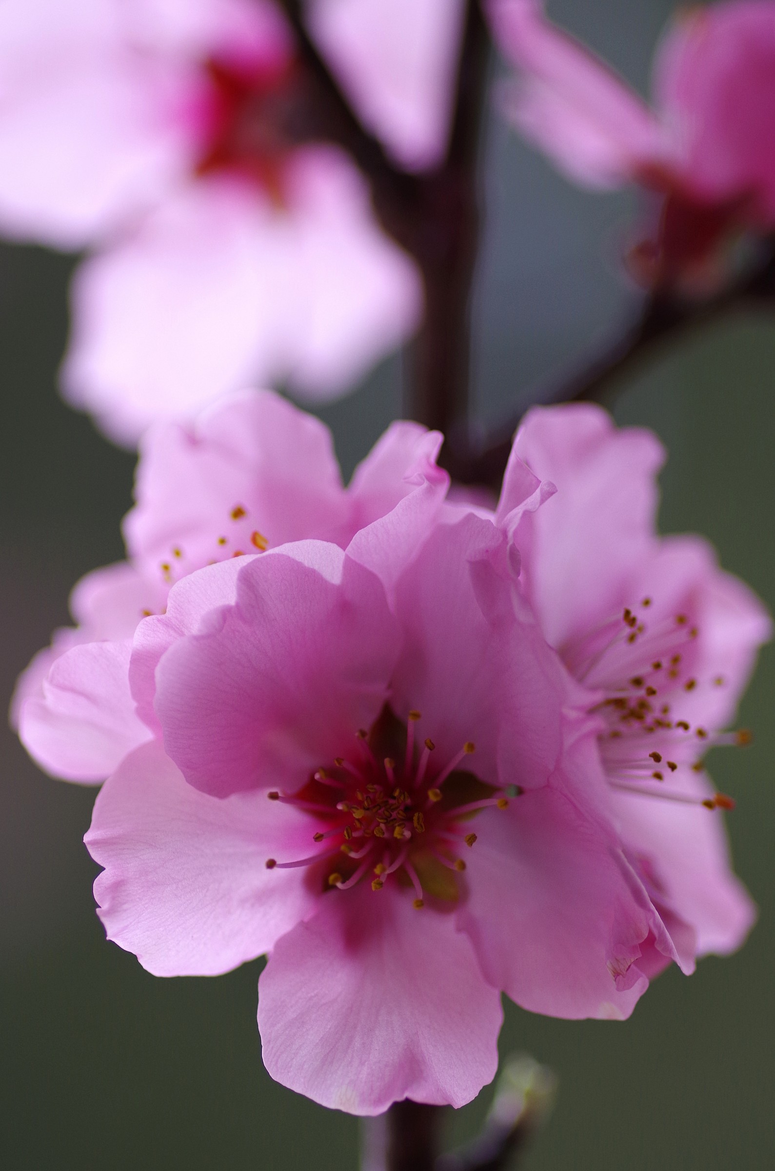 almond blossoms...