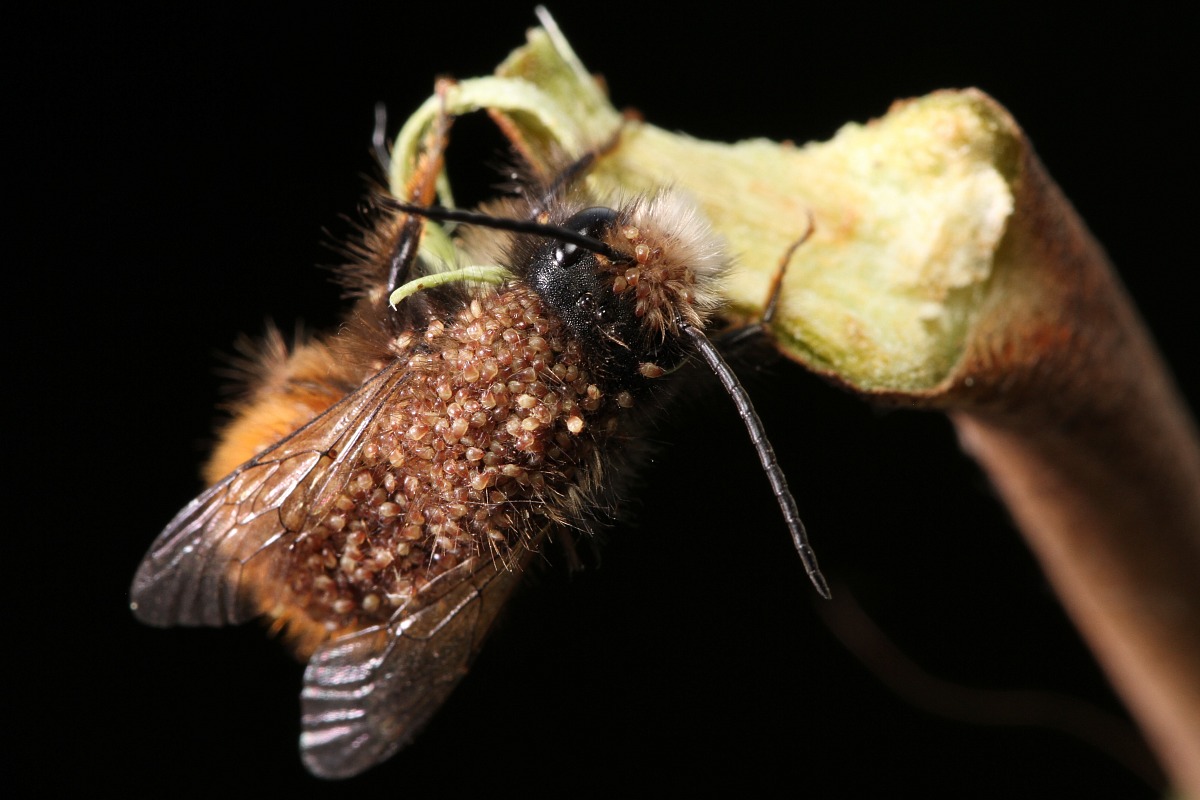 Apis mellifera con parassiti 3...
